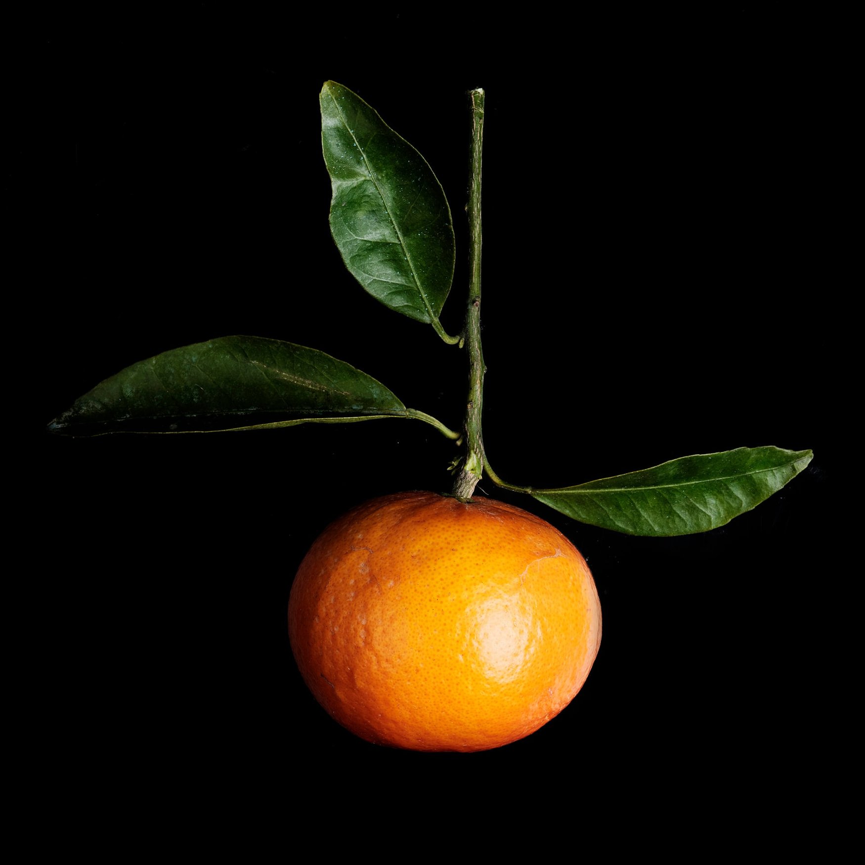Tangerine