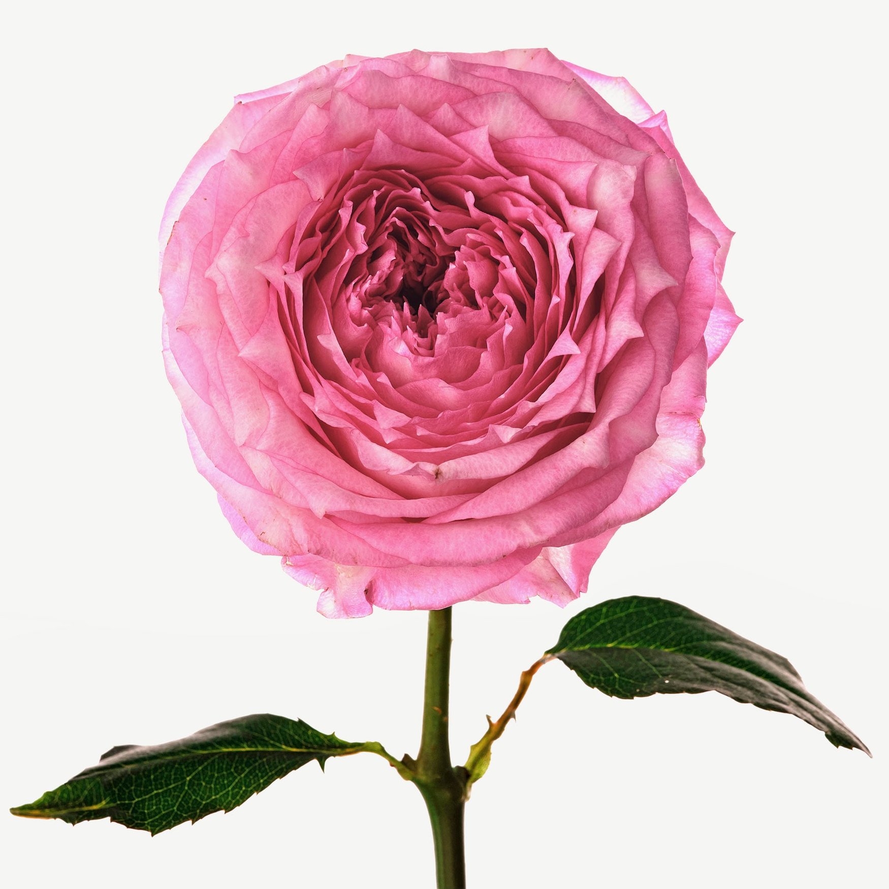 Damaszener-Rose