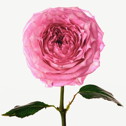 BLOUSE IMPERTINENT ROSE perfume by Yves Saint Laurent - Wikiparfum