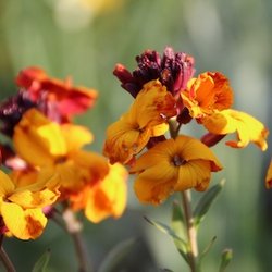Erysimum