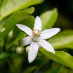 Neroli