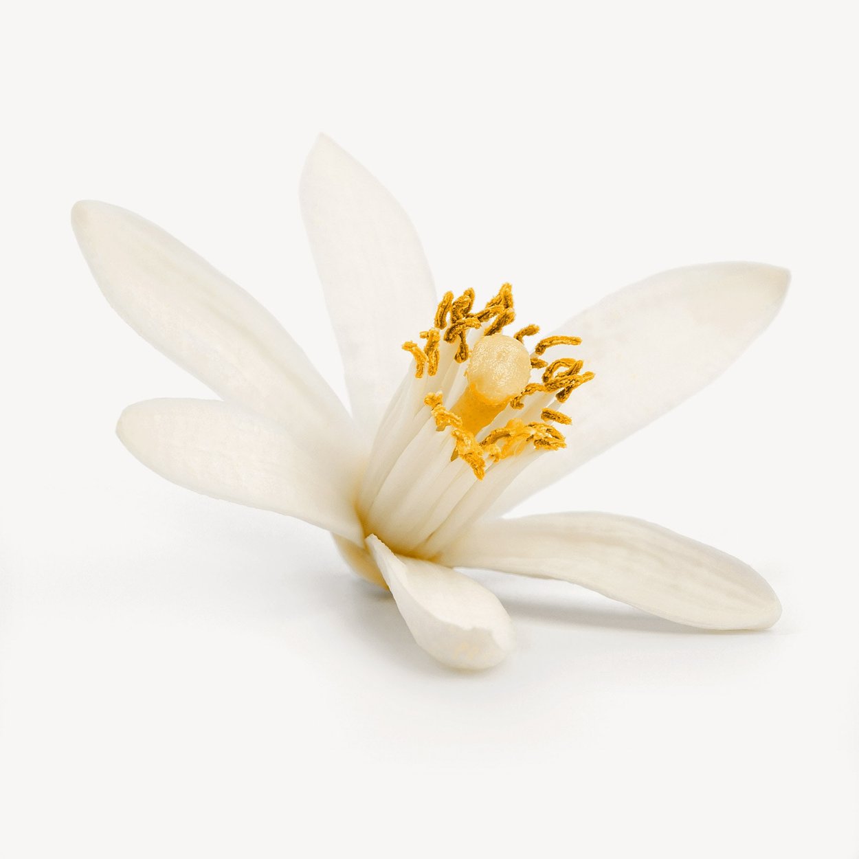 橙花油香水成分- Wikiparfum