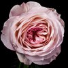 Rose (India)