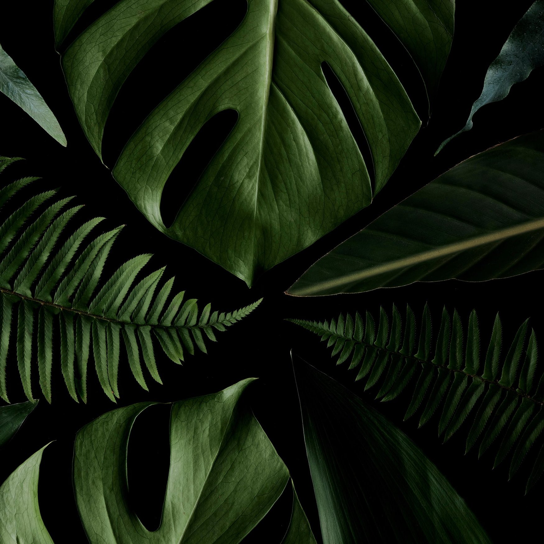 Accord Vert Tropical