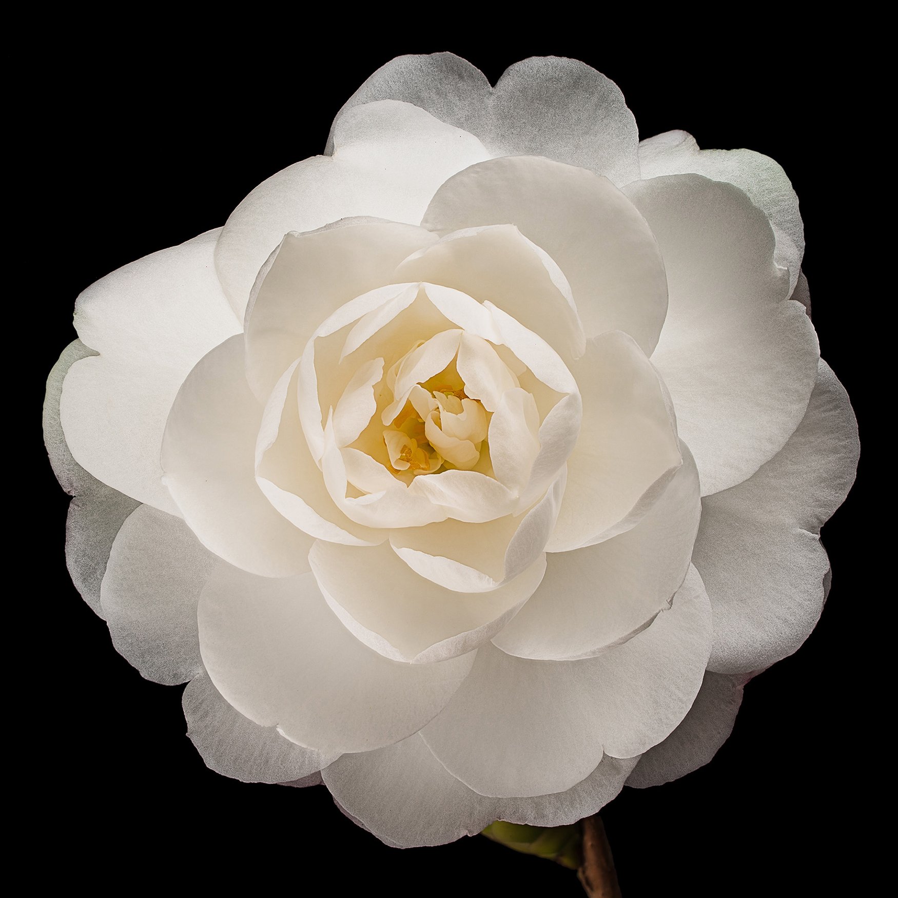 Camellia
