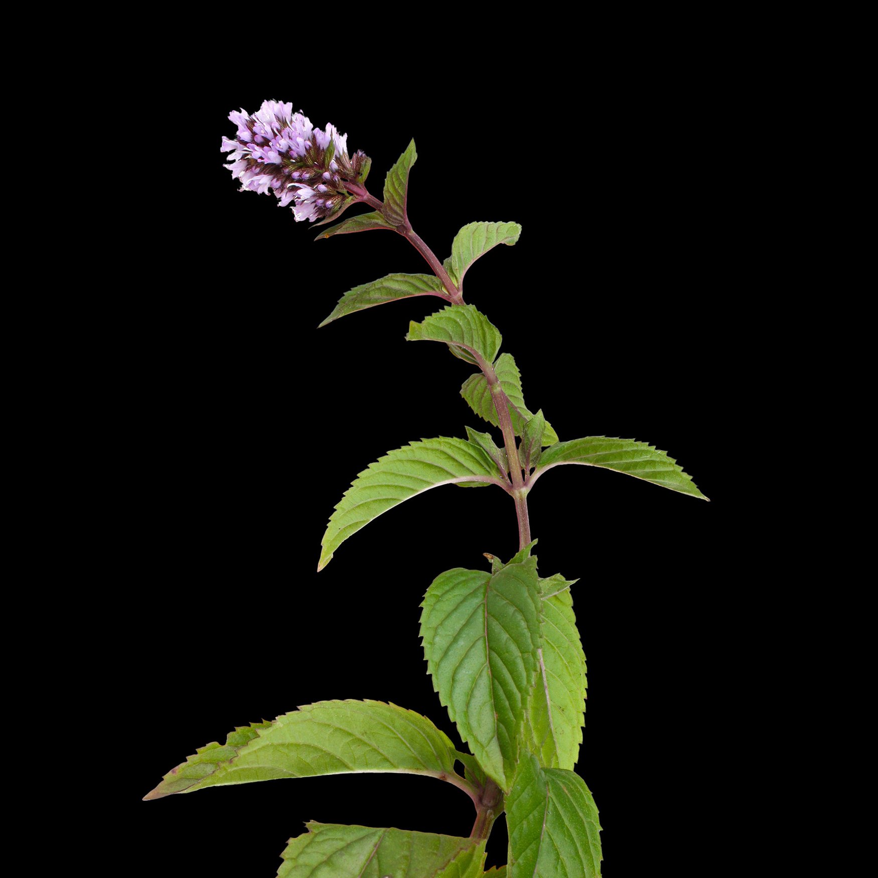 Pennyroyal