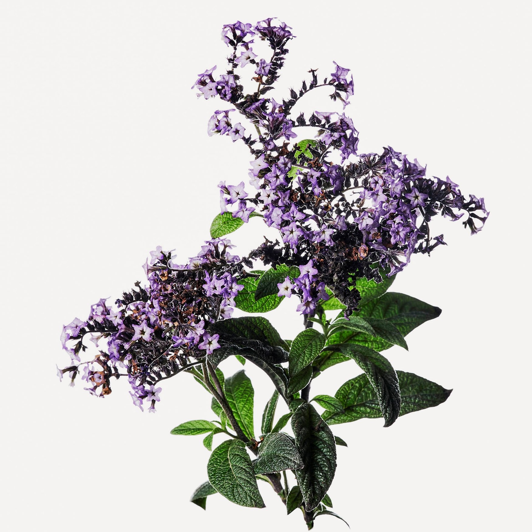 HELIOTROPE perfume by Franck Boclet - Wikiparfum