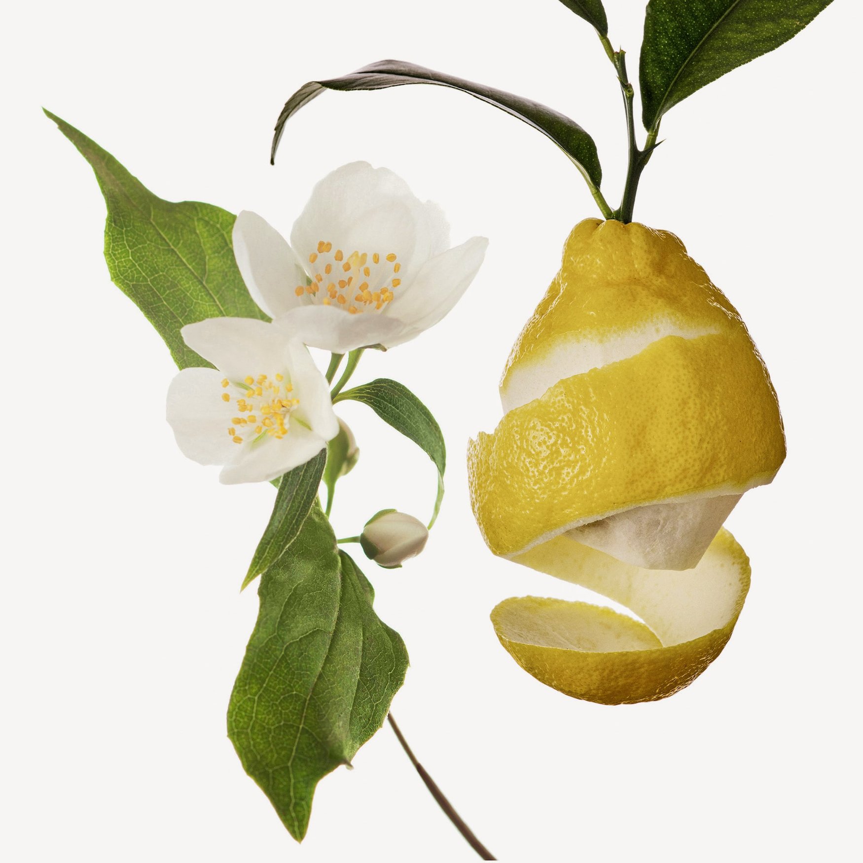 Hedione (Jasminé)