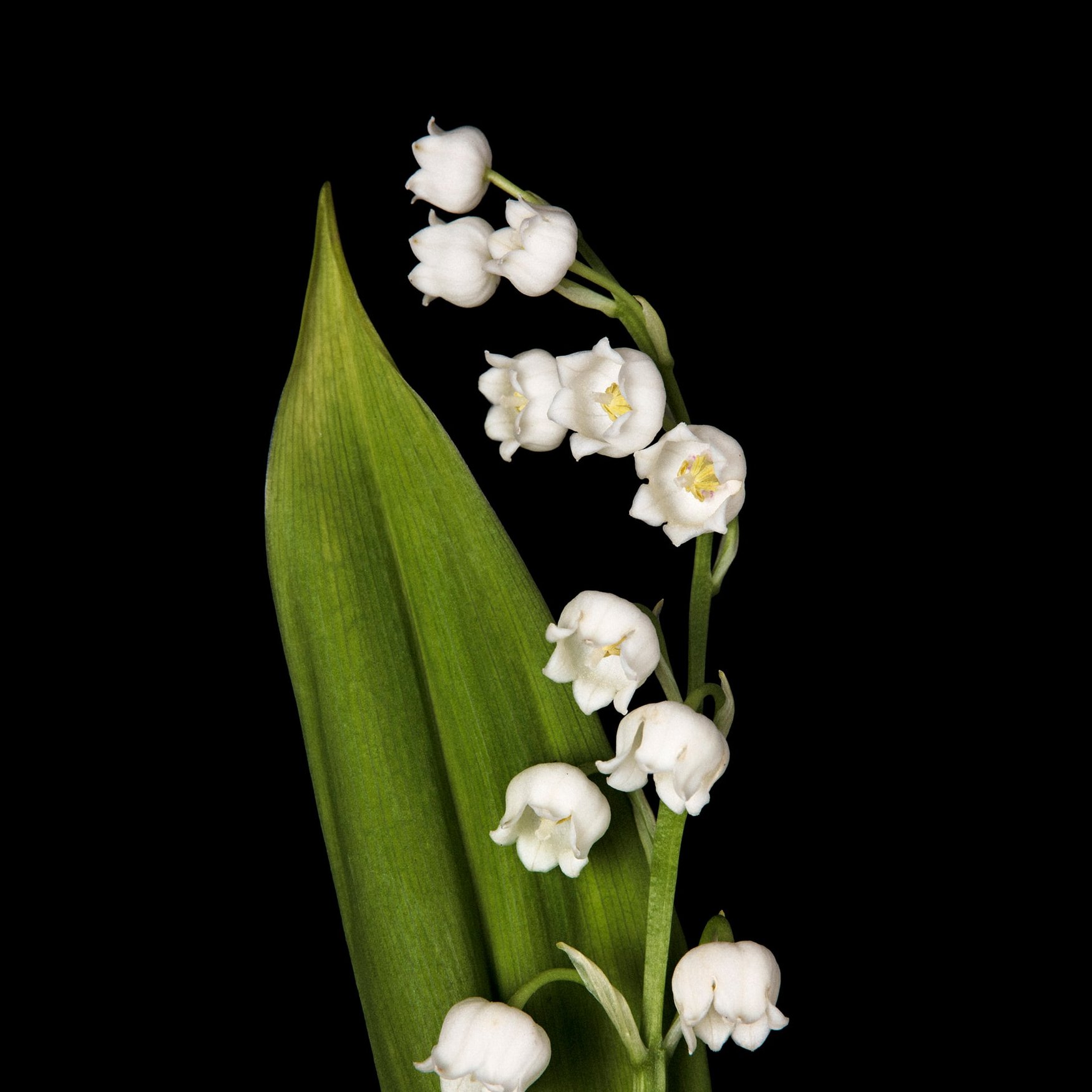 Muguet