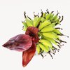 Flor de bananeira