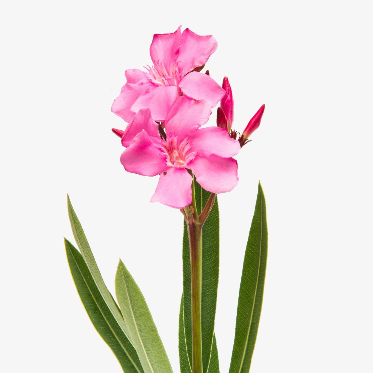 夹竹桃香水成分- Wikiparfum