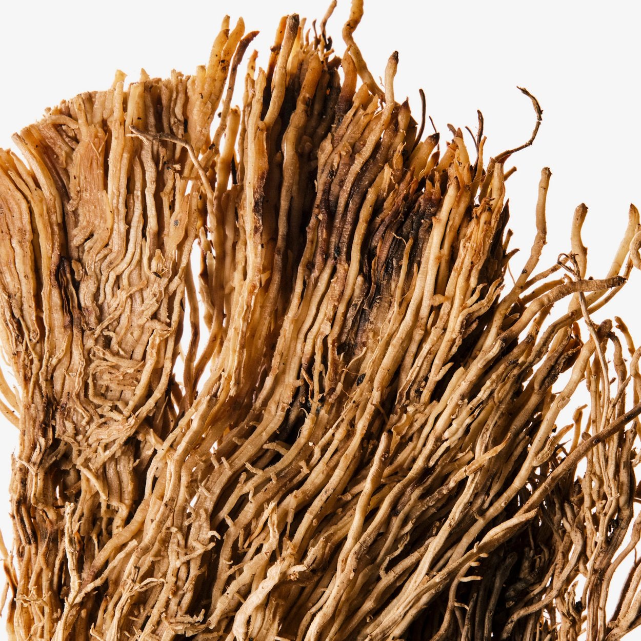 Vetiver (Bourbon) ingrediente del perfume - Wikiparfum