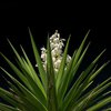 Desert Palm Flower