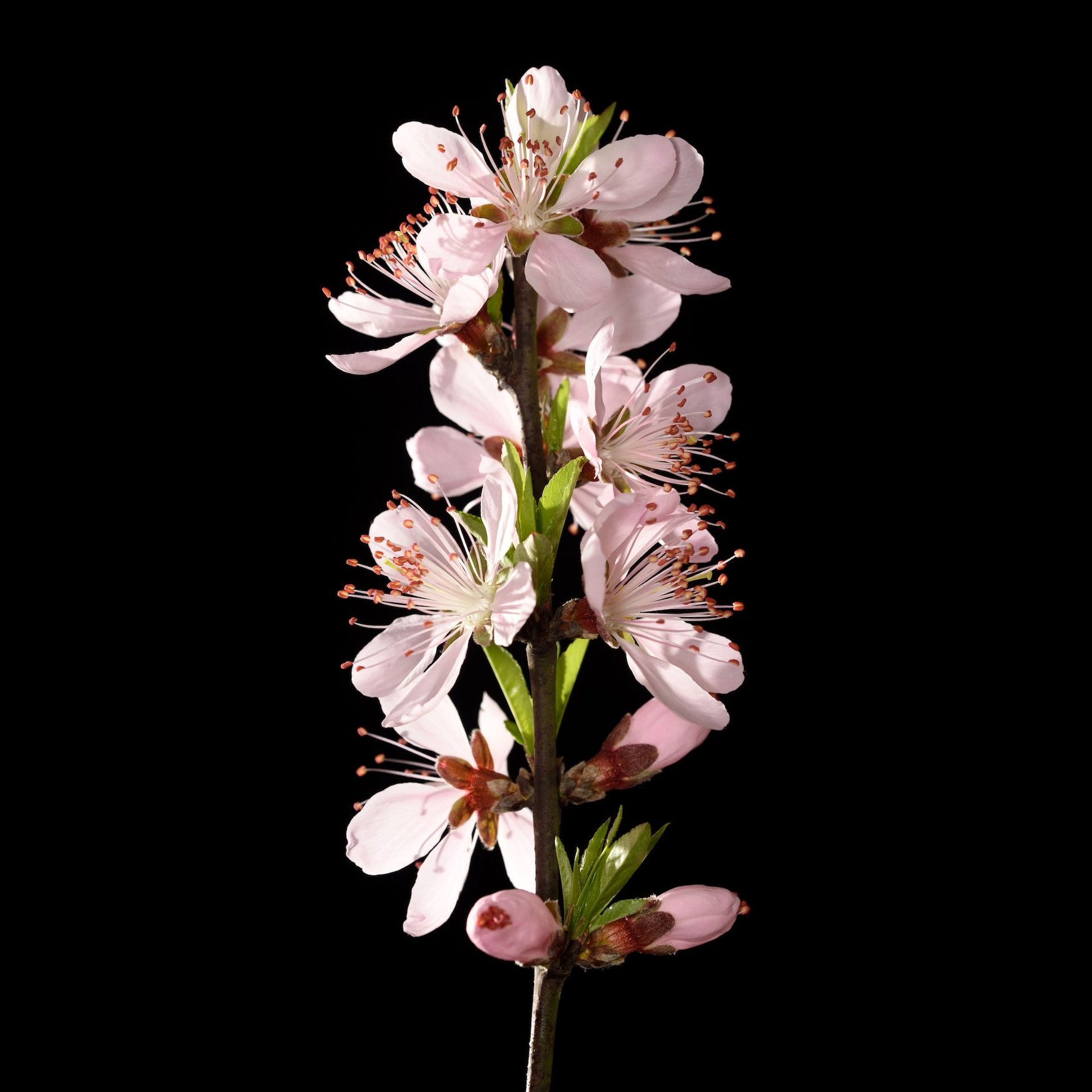 Peach Blossom