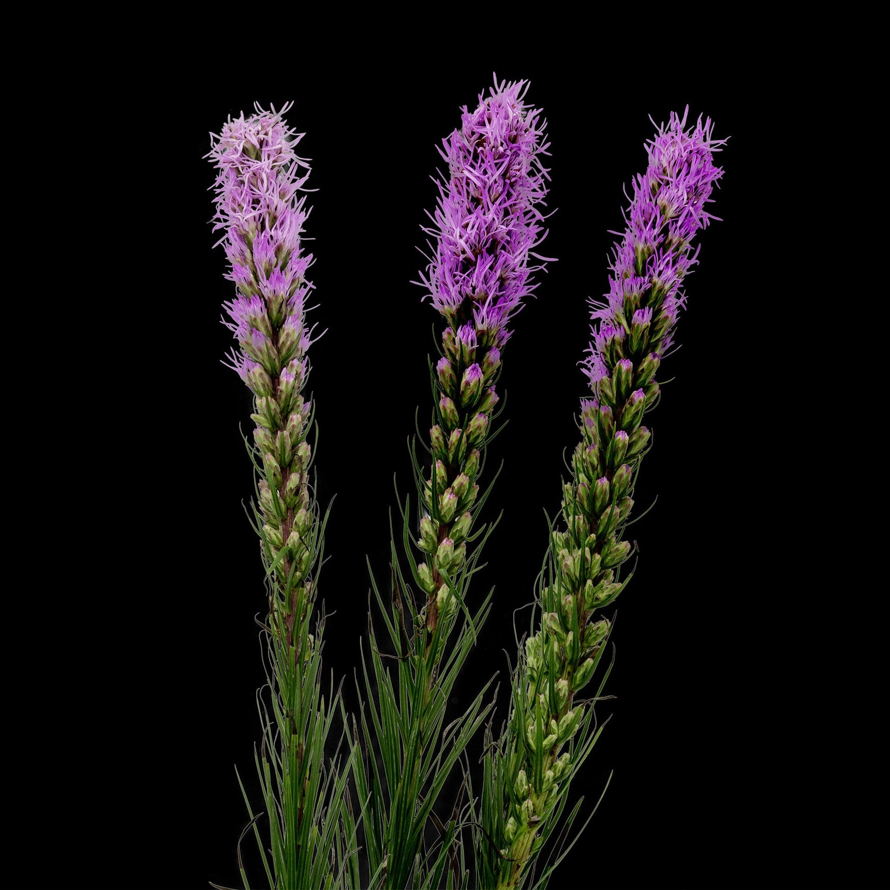 Liatris