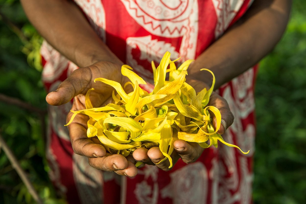 Ylang-ylang perfume ingredient - Wikiparfum