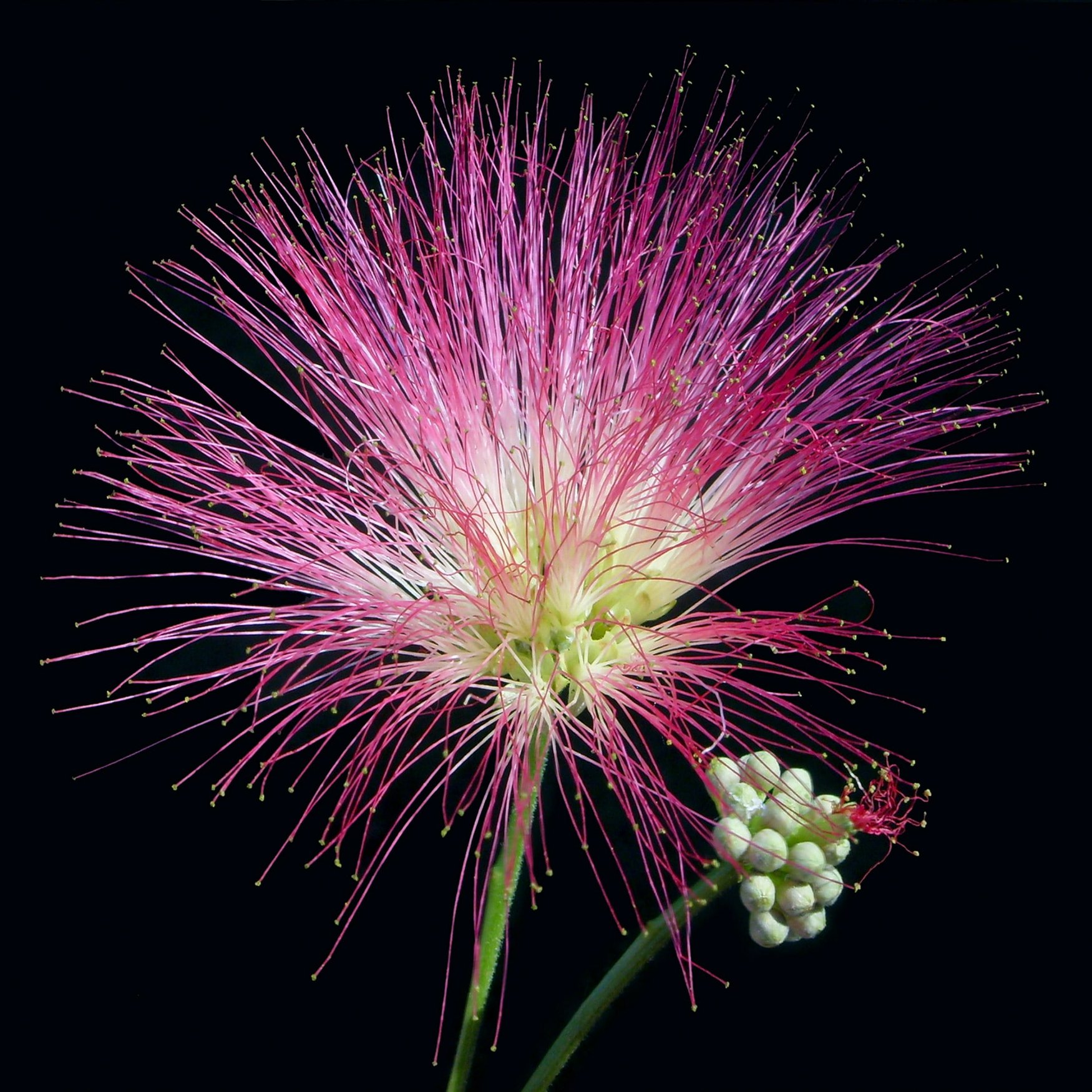 Fleur de Soie