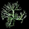 Seaweed / Algae
