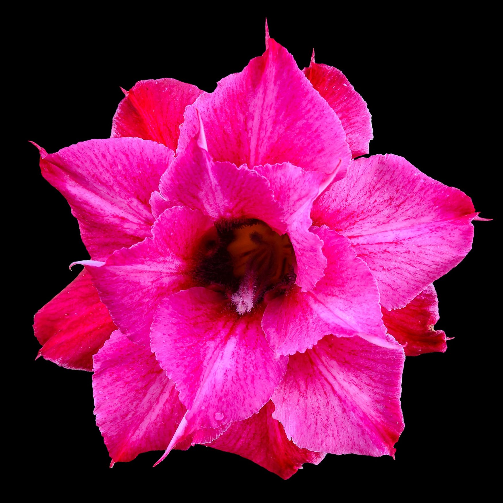 Rosa del Desierto