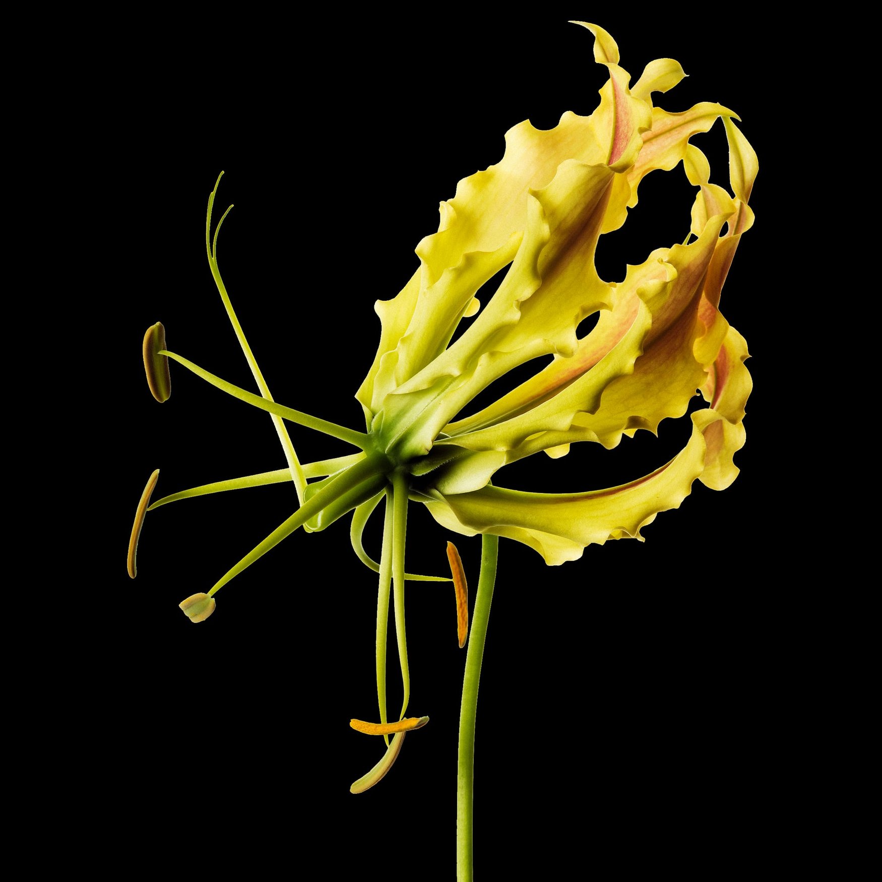 CAELESTIS Perfume By Wesker Wikiparfum