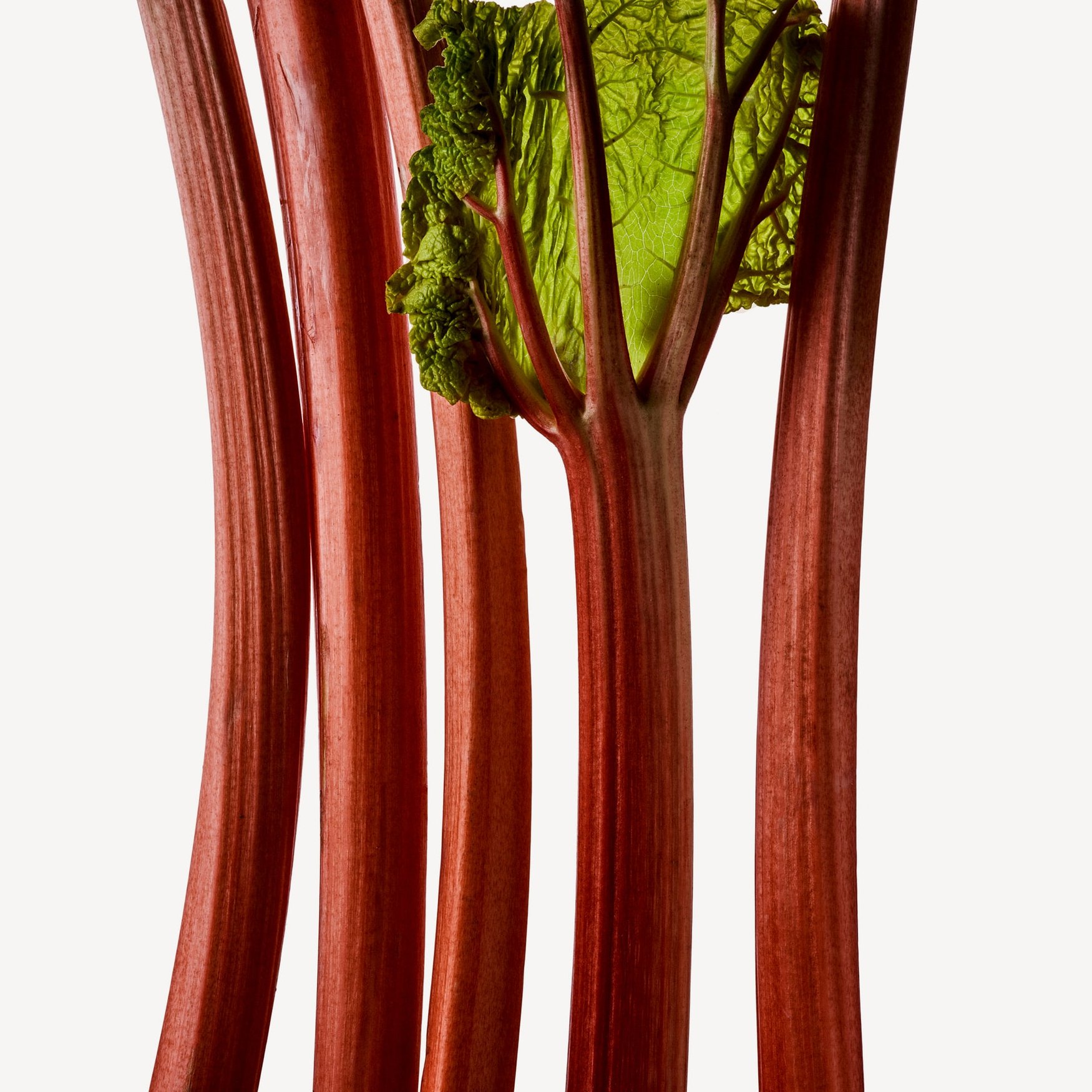 rhubarb-perfume-by-perfumer-h-wikiparfum