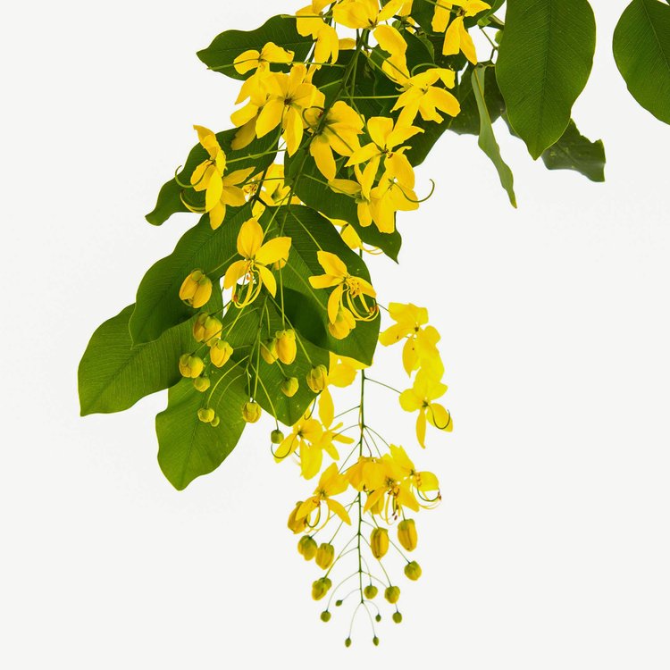 UNE FLEUR DE CASSIE perfume by Frédéric Malle - Wikiparfum