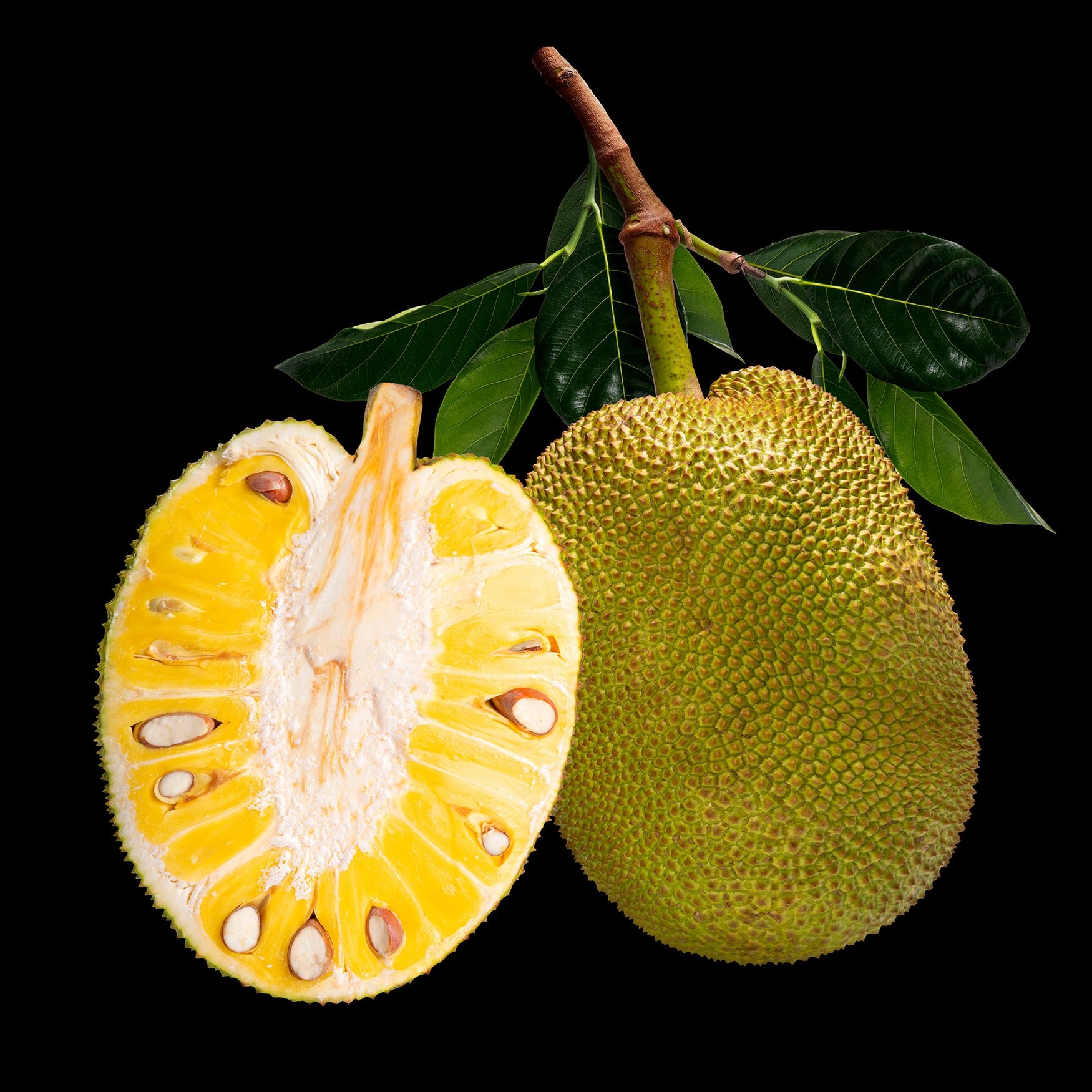 Yaca