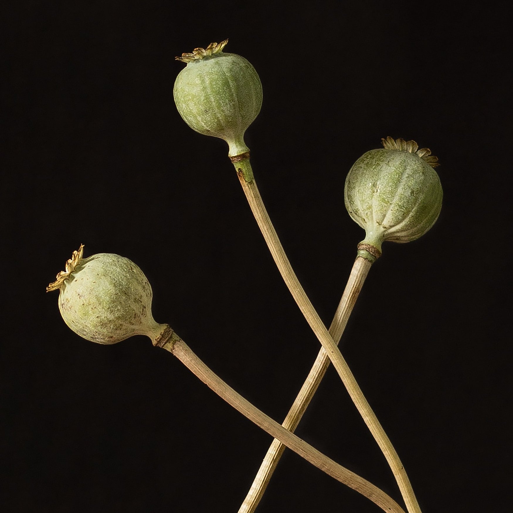 Opium