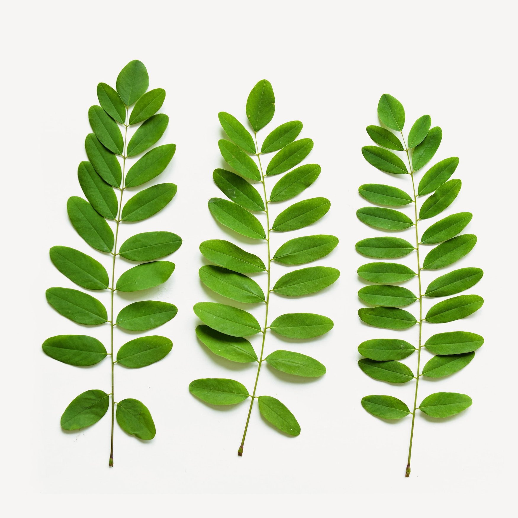Feuilles d'Acacia