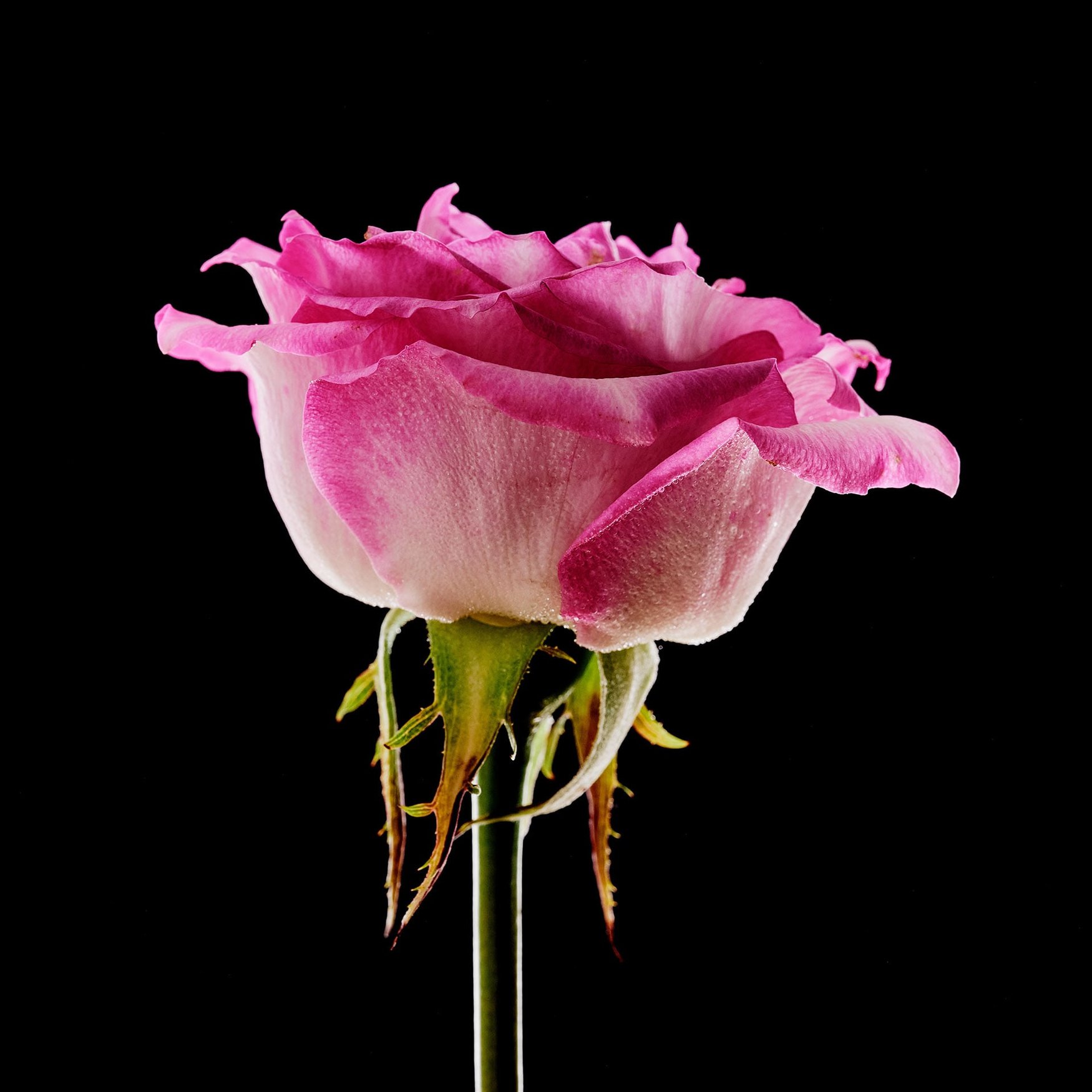 Rose (Taif)