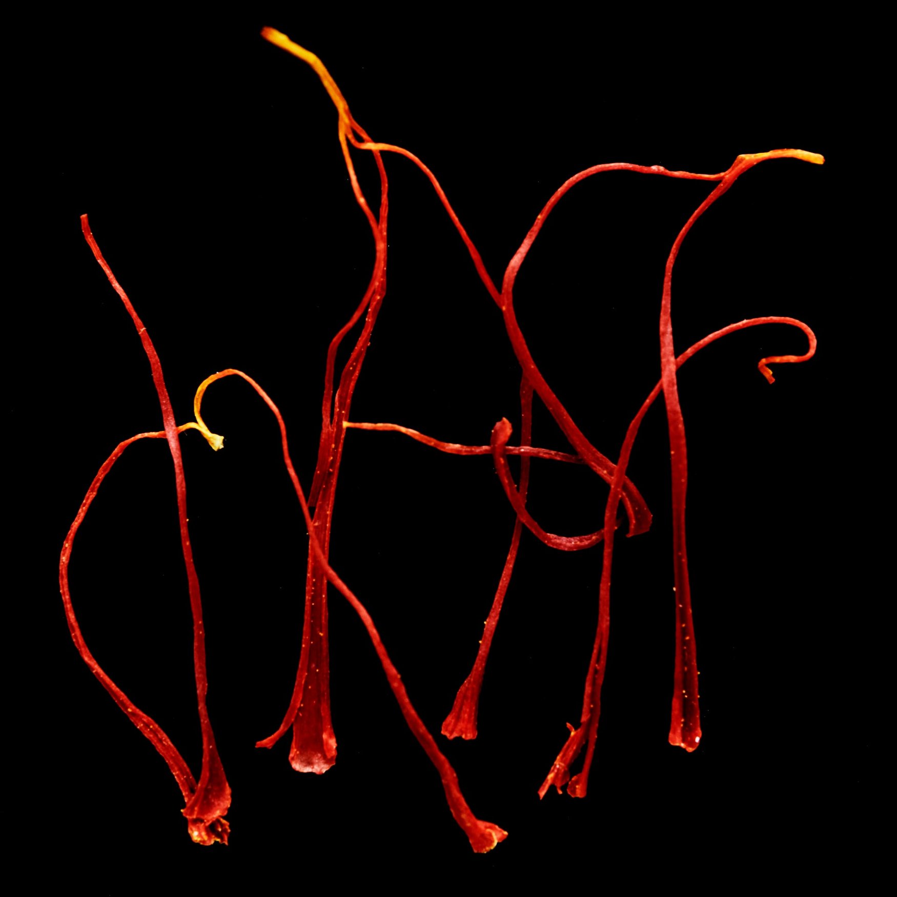 Azafrán