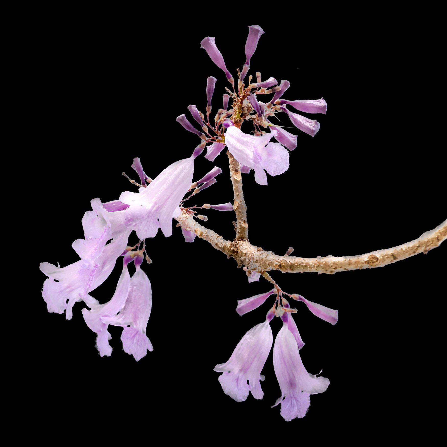 Jacaranda