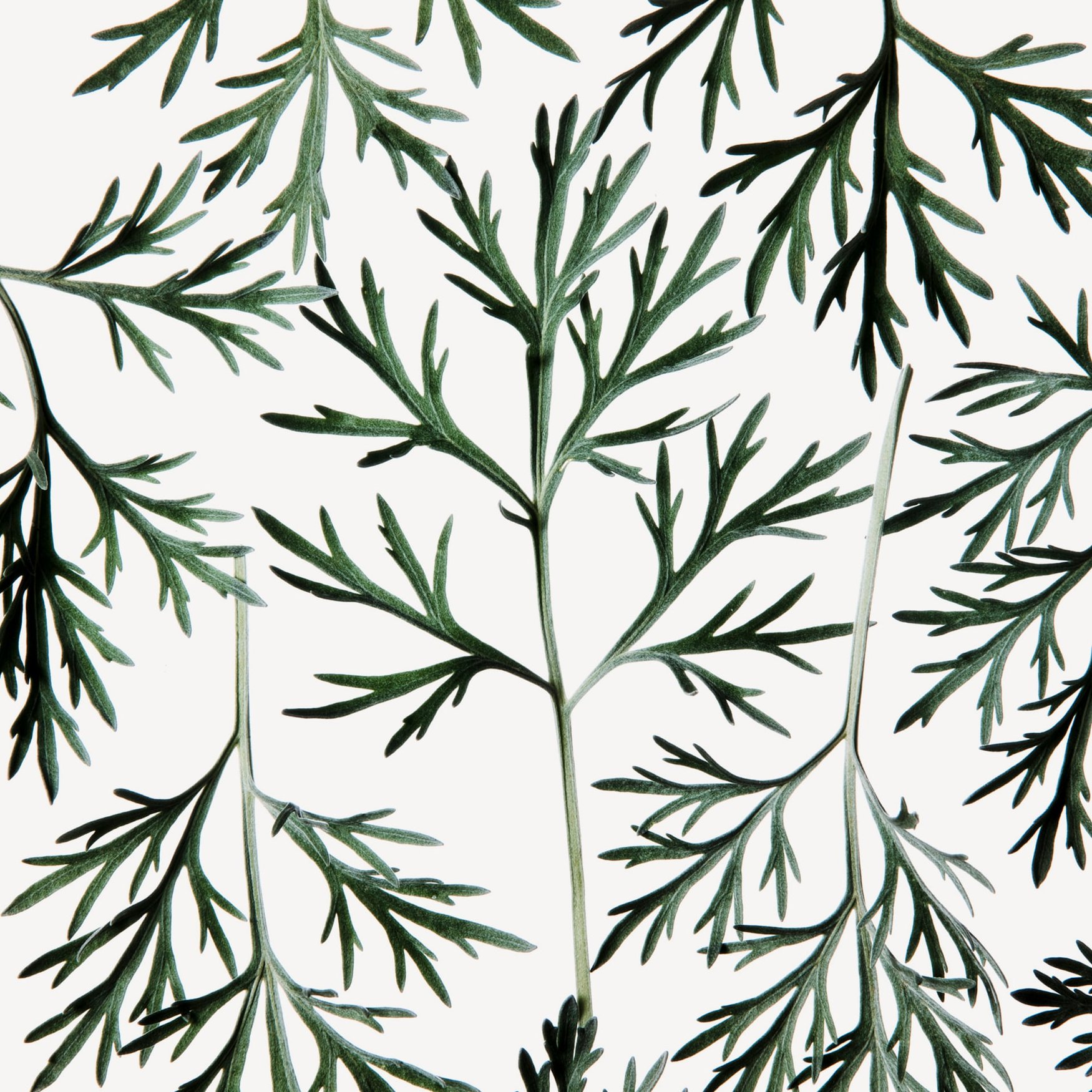 Artemisia