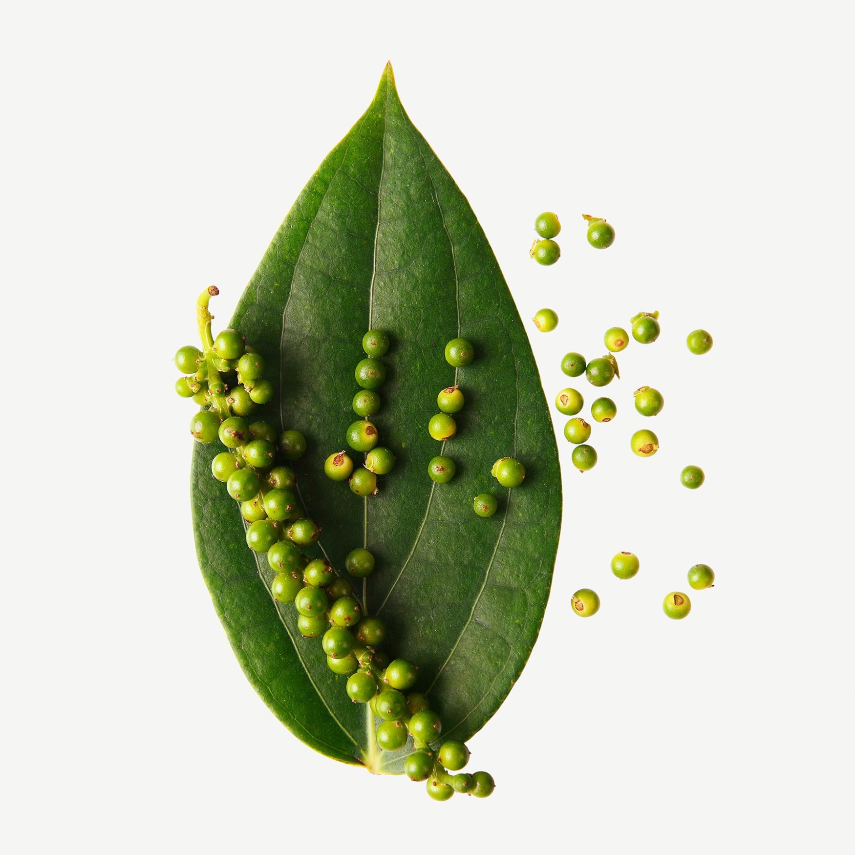 Feuilles de Poivrier