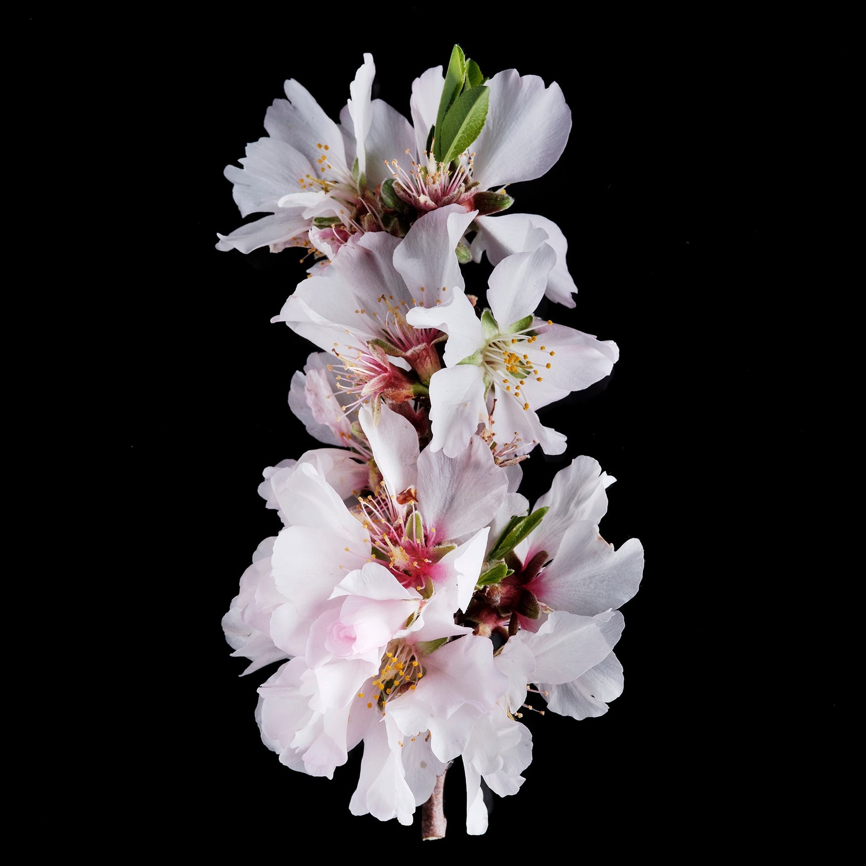 Pear Blossom
