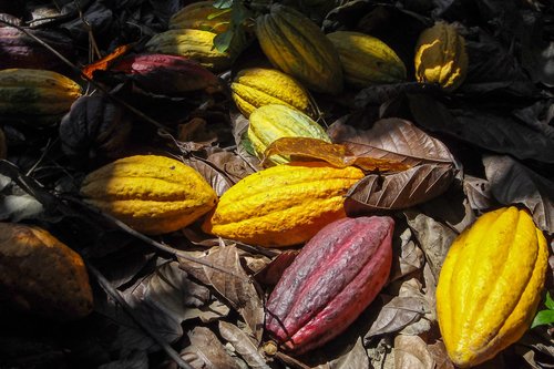 Kakao Parfümbestandteil – Wikiparfum