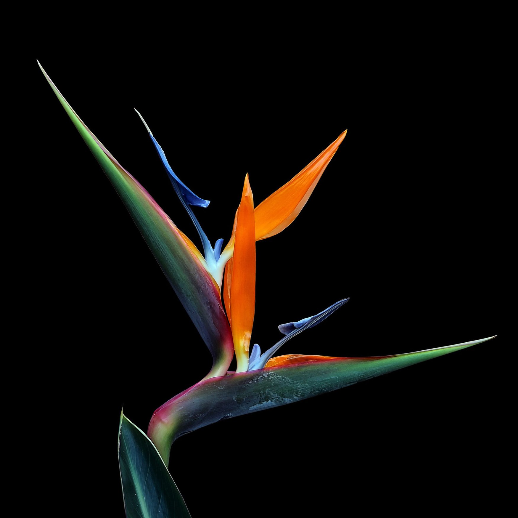 Flors Tropicals