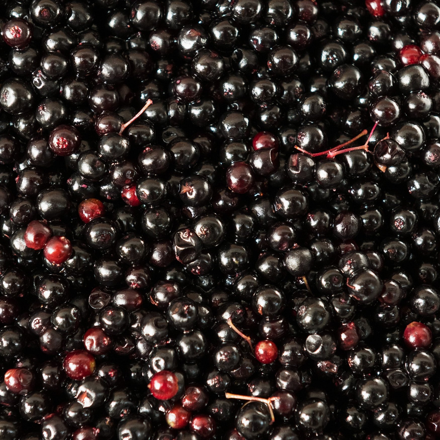 Black Elder