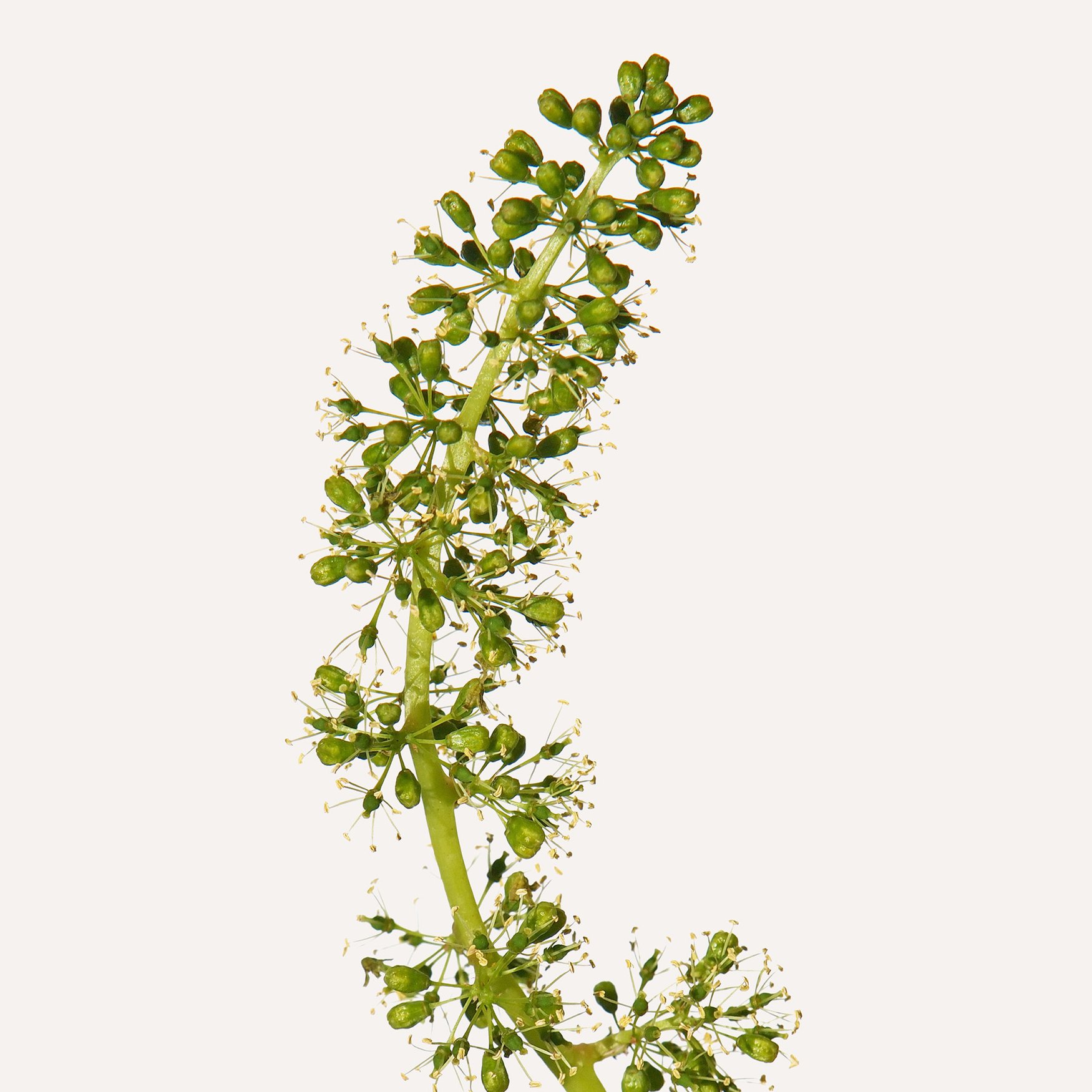 Traubenblüte