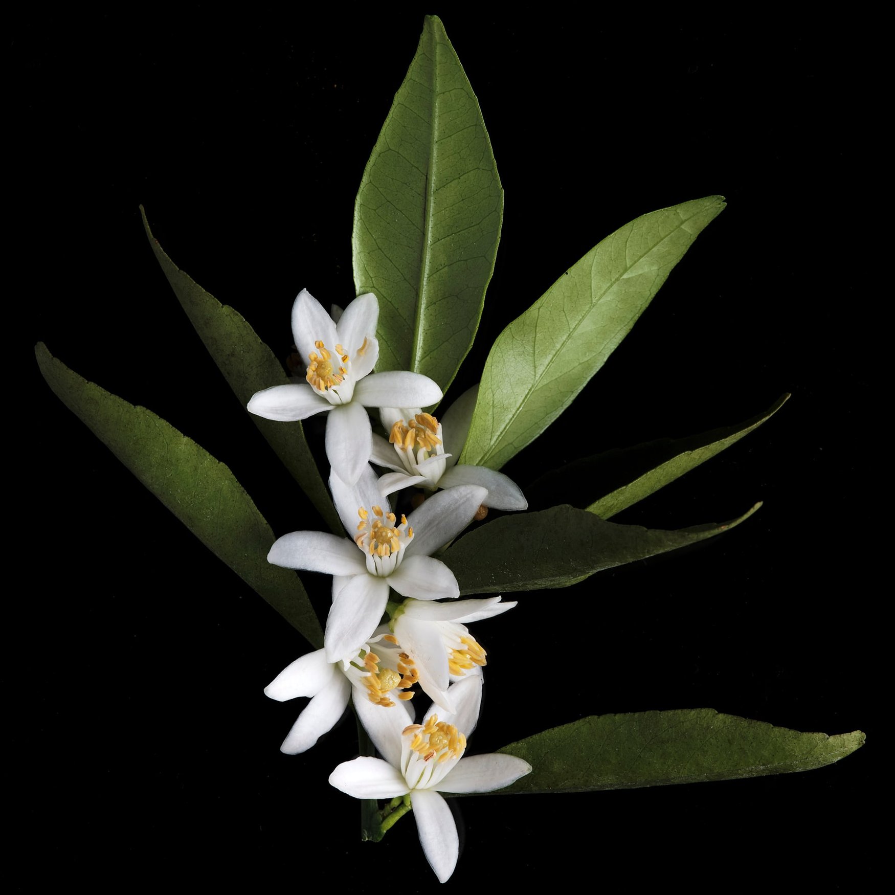 Flor de naranjo