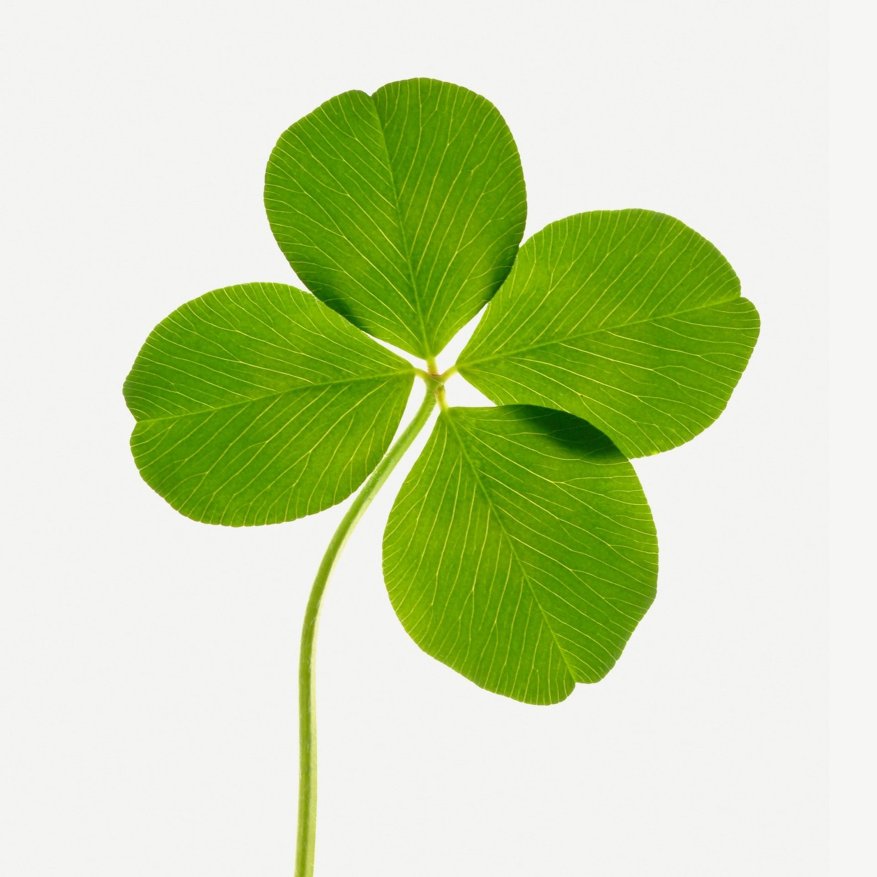 Clover