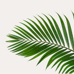 Palmenblatt