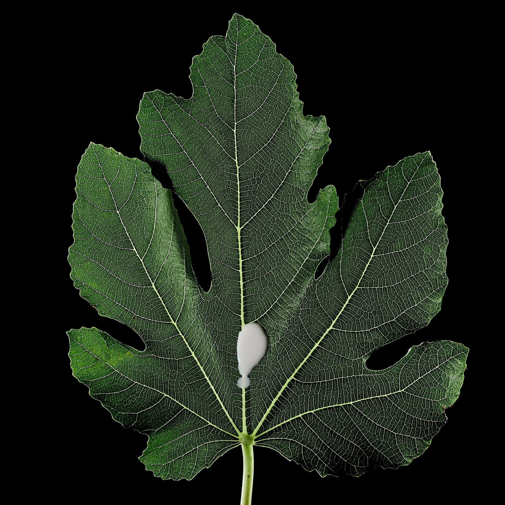 Feuille de Figuier