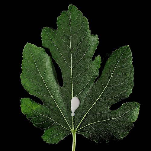 J'APPROCHAIS UN MYSTÈRE. A.C. perfume by d'Orsay - Wikiparfum