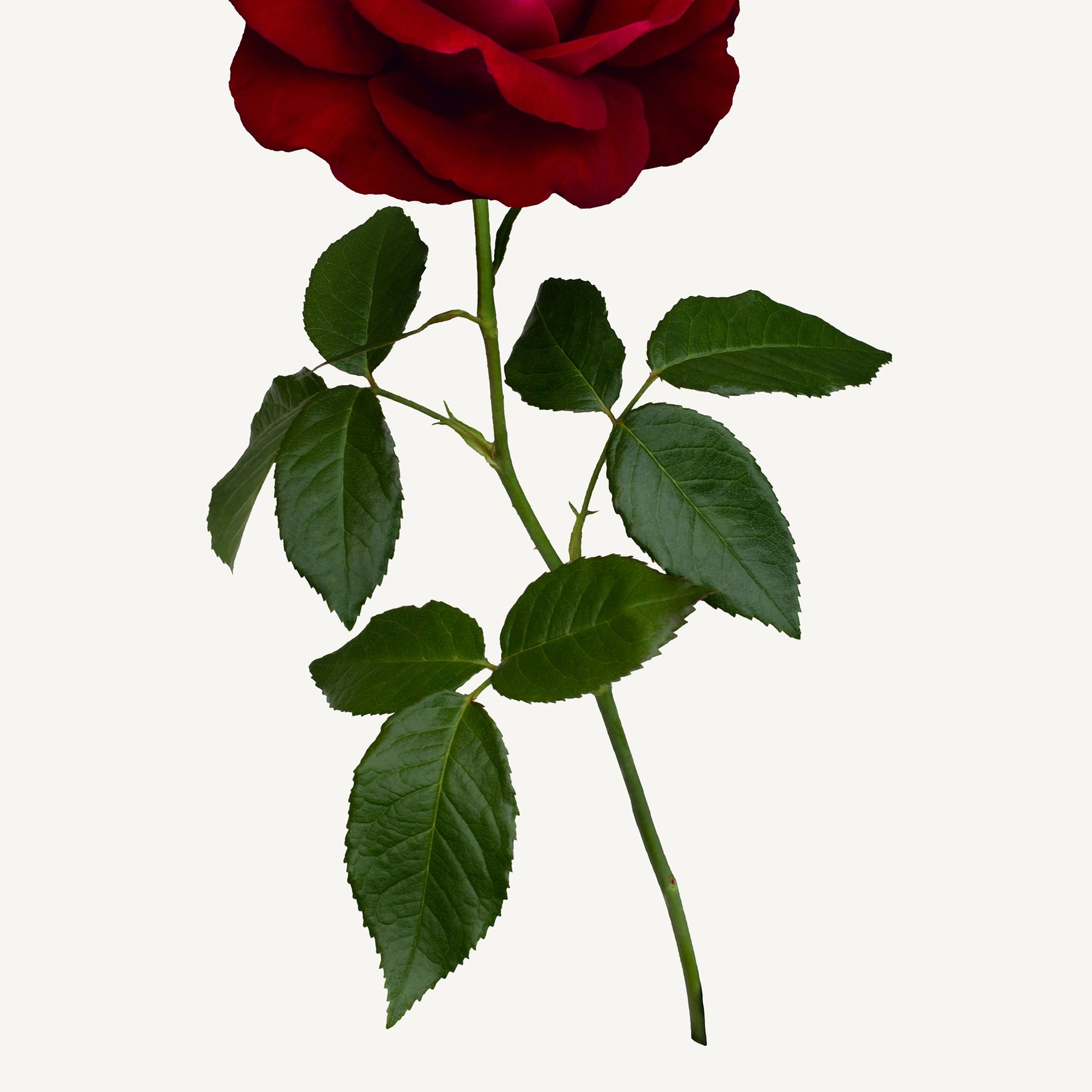 Rose Oxide