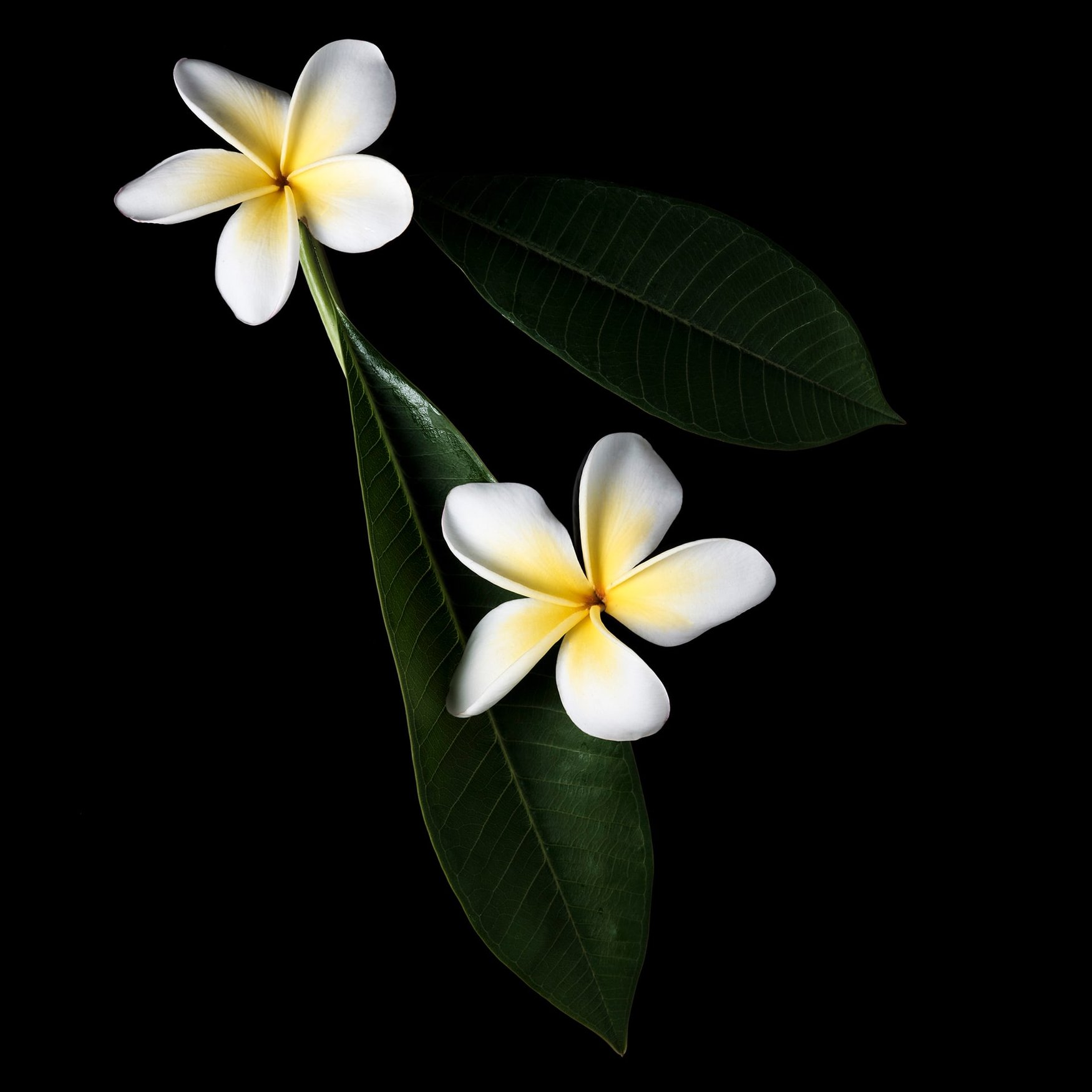 Plumeria