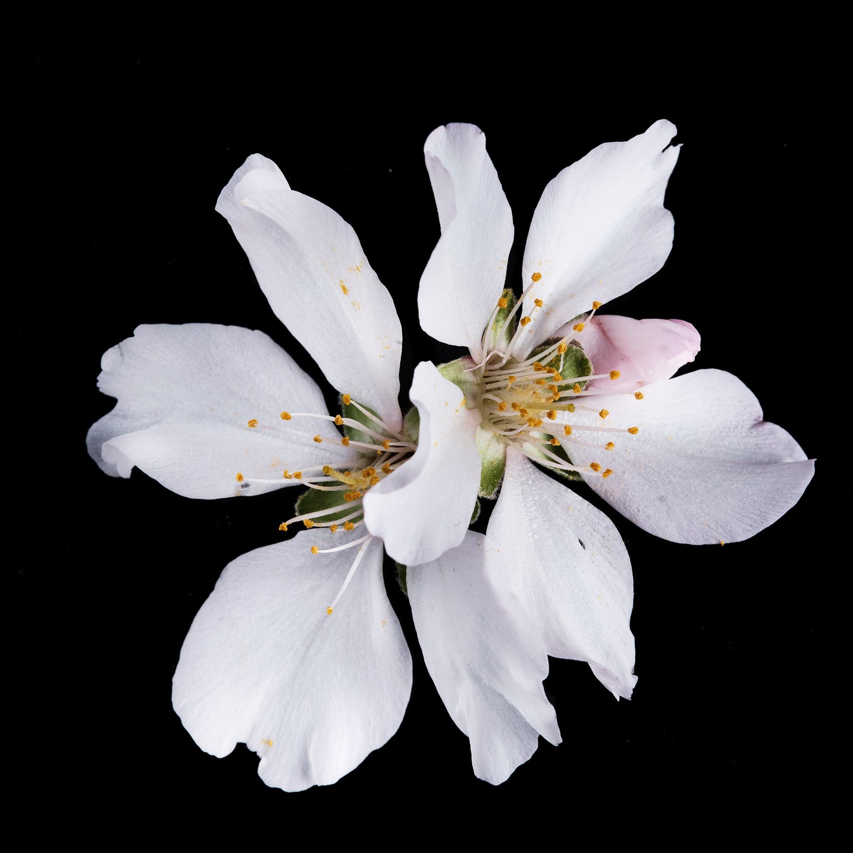 Fiore di ciliegio