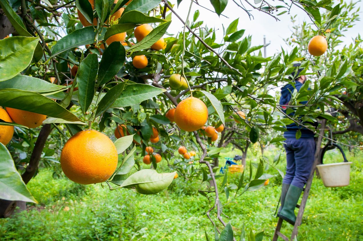 Orange Blossom perfume ingredient - Wikiparfum Orange Blossom perfume ingredient - Wikiparfum