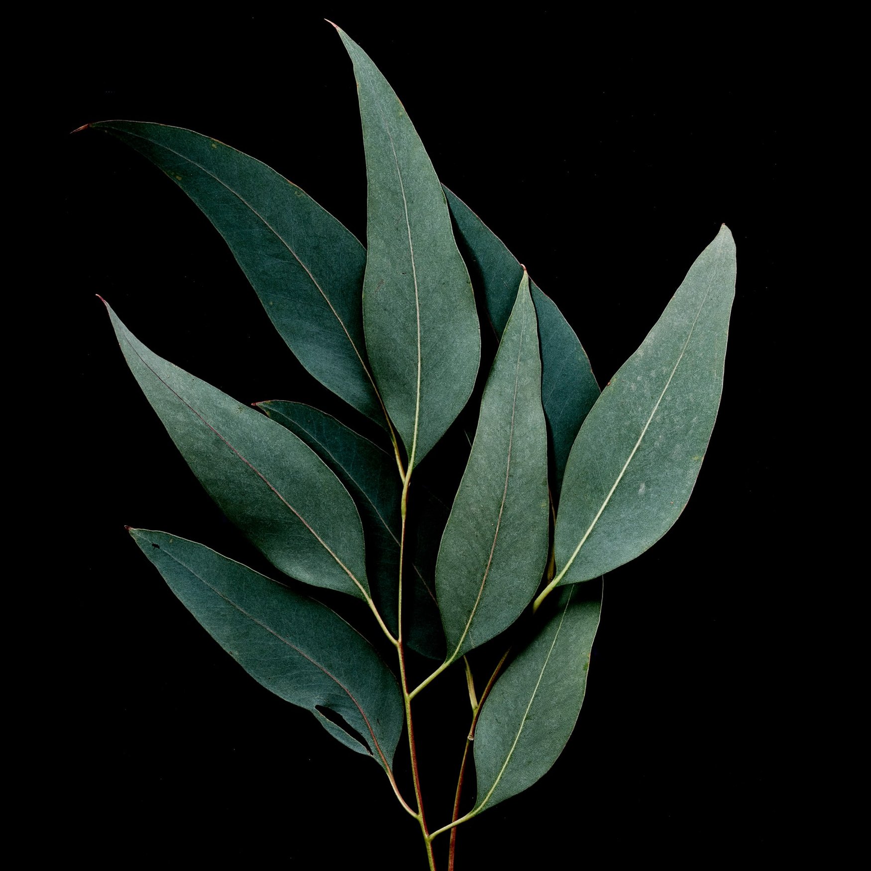 Eucalyptus