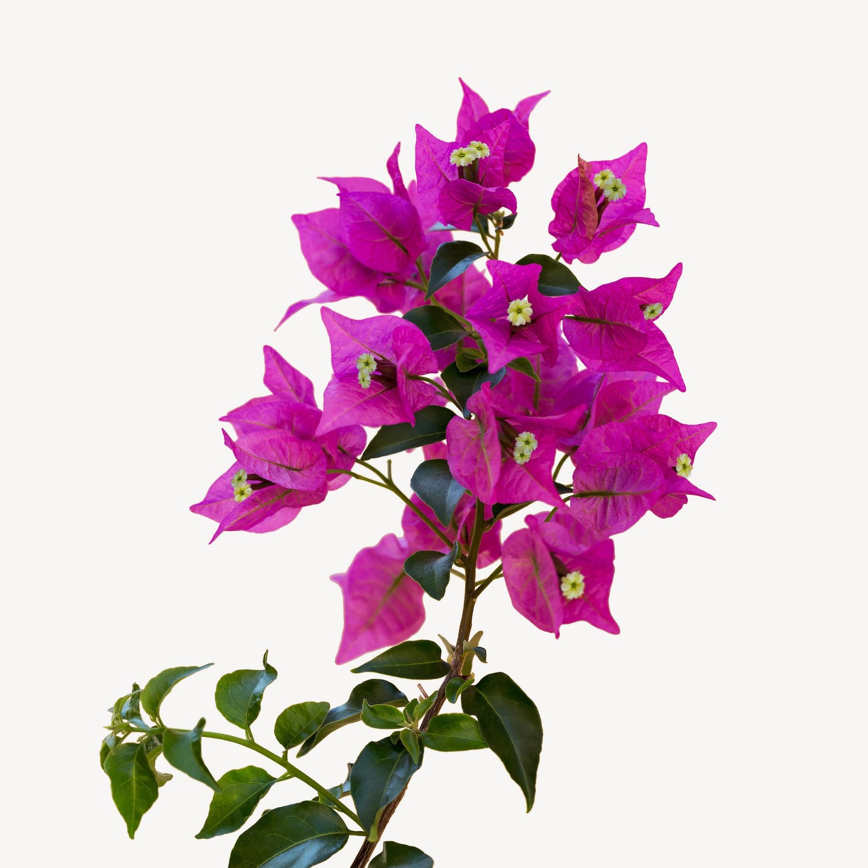 Bougainvillier